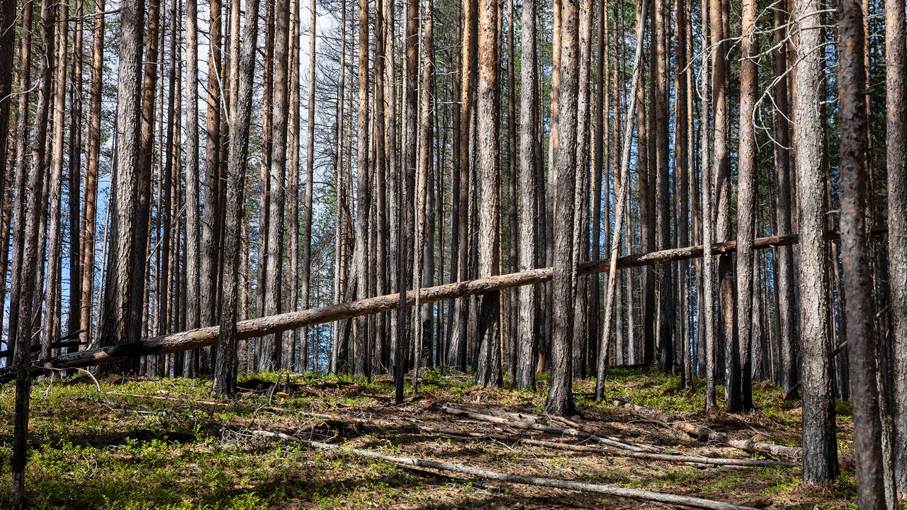 Bild av trädstammar i skogen. Ett träd har fallit och ligger tvärs över. Trädstammarna bär spår av skogsbrand.