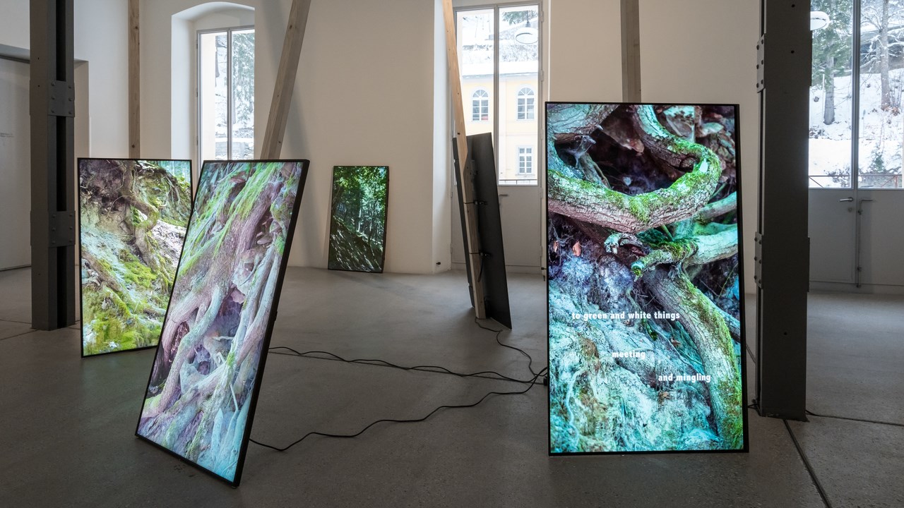 Bilden visar en installation med fem monitorer lutade mot träbalkar respektive väggen. Monitorerna visar bilder av rotsystem och växtlighet.
