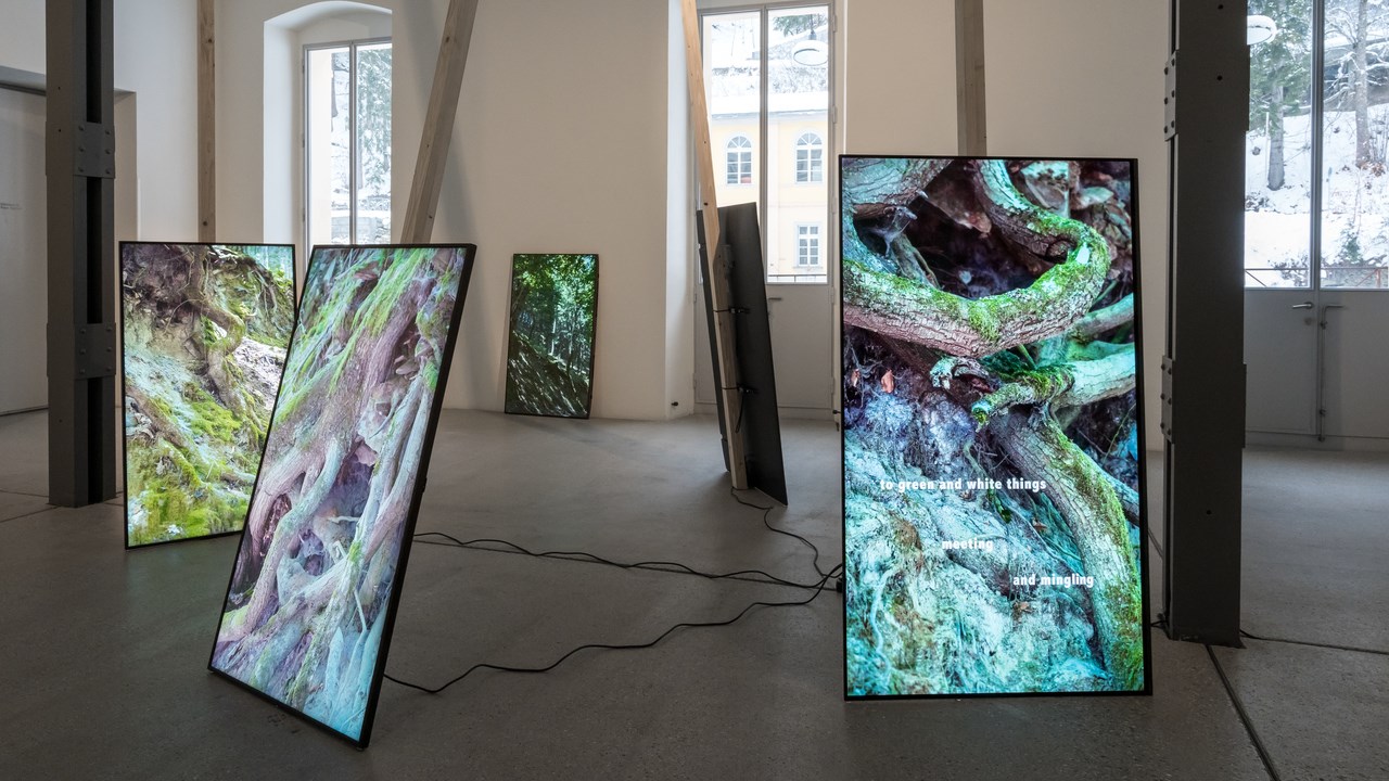 Bilden visar en installation med fem monitorer lutade mot träbalkar respektive väggen. Monitorerna visar bilder av rotsystem och växtlighet.