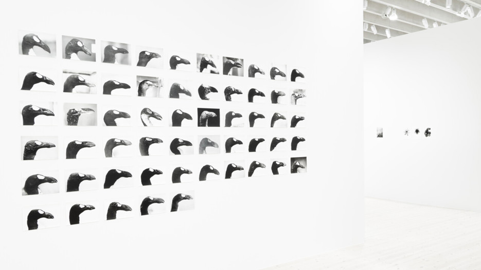 Jochen Lempert / Plötslig vår, Vy från utställningen, Bildmuseet 2018