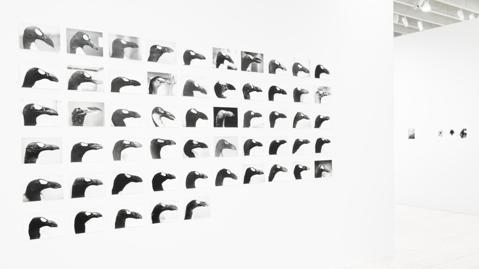 Jochen Lempert / Plötslig vår, Vy från utställningen, Bildmuseet 2018