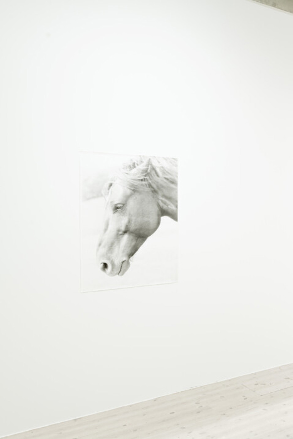 Jochen Lempert / Plötslig vår, Vy från utställningen, Bildmuseet 2018