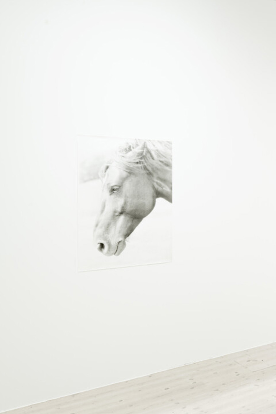 Jochen Lempert / Plötslig vår, Vy från utställningen, Bildmuseet 2018