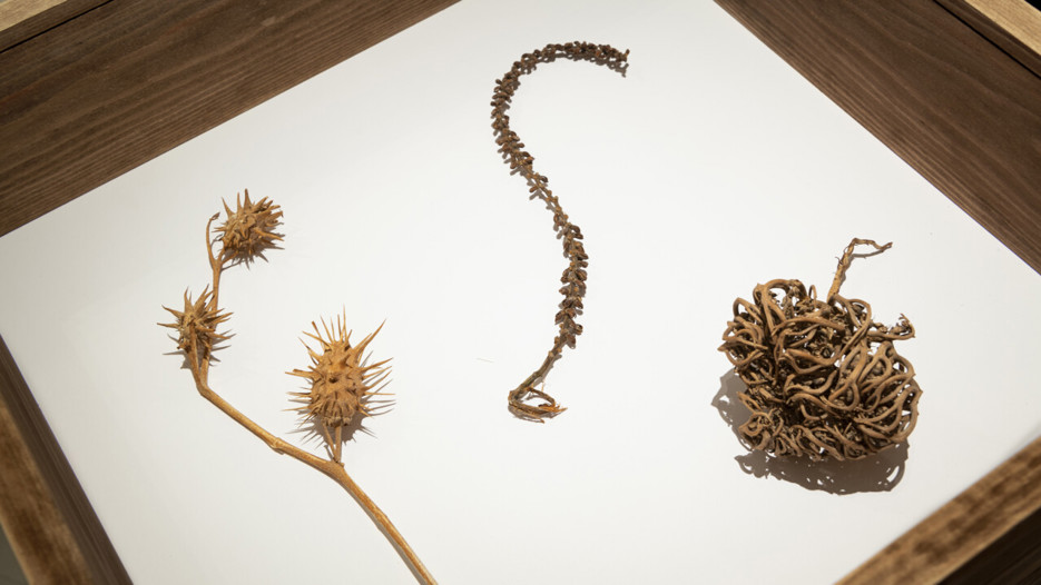 Hanan Benammar, Desert Garden, 2015.